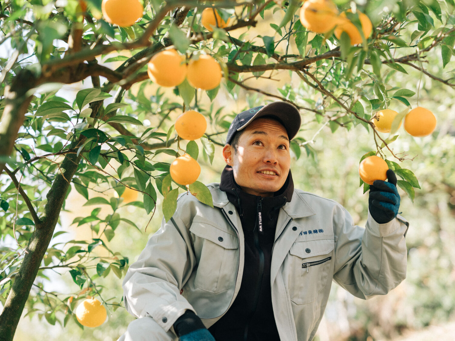 植物用万田酵素を使用してさまざまな植物を育てています