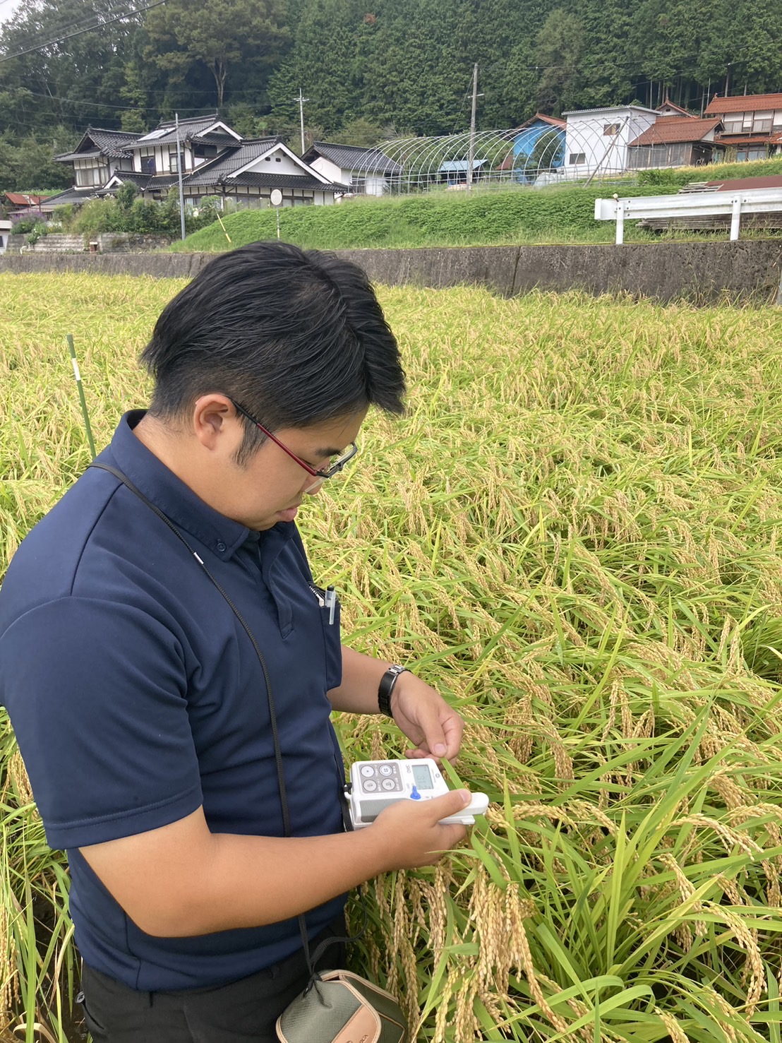 顧客の水田で生育調査