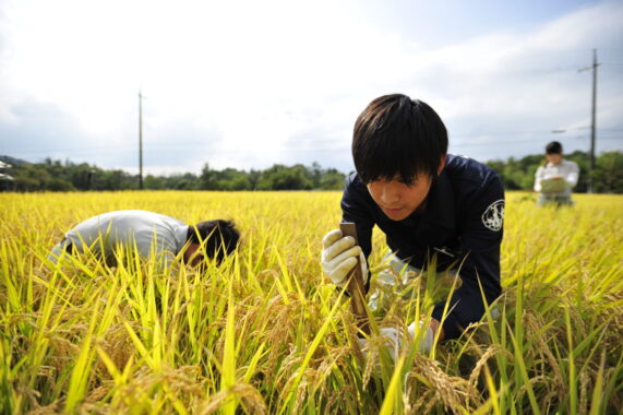 実際の田んぼに入って 学べることはとても多いです。