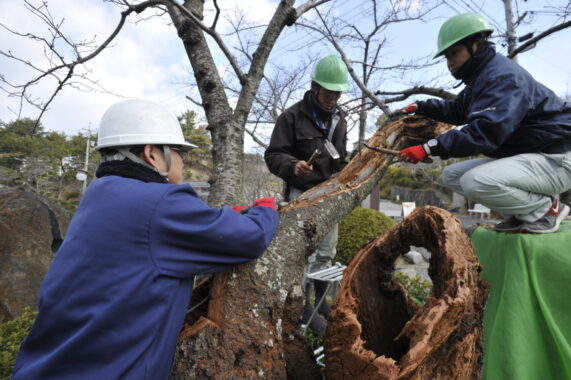 樹木医が2名在籍しており、 診断や治療を行います。